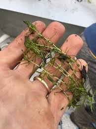 Attēlu rezultāti vaicājumam “Callitriche hermaphroditica leaf”