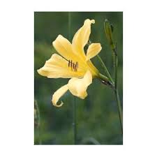 Attēlu rezultāti vaicājumam “Hemerocallis lilioasphodelus”