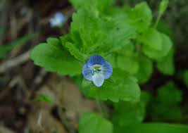 Attēlu rezultāti vaicājumam “Veronica persica leaf”