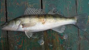 Image result for Sander lucioperca