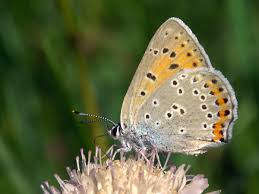 Attēlu rezultāti vaicājumam “Lycaena alciphron female”