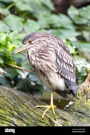 Image result for Nycticorax nycticorax