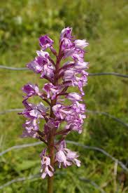 Attēlu rezultāti vaicājumam “Orchis militaris”