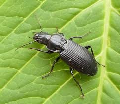 Attēlu rezultāti vaicājumam “Pterostichus melanarius”