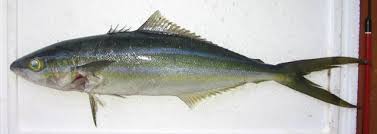 Image result for Elagatis bipinnulata