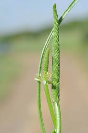 Attēlu rezultāti vaicājumam “Myosurus minimus”