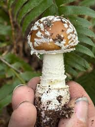 Attēlu rezultāti vaicājumam “Amanita pantherina”