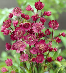 Attēlu rezultāti vaicājumam “Astrantia major fruit”