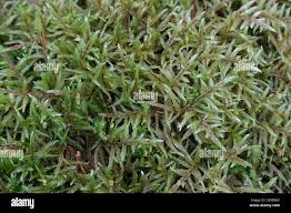 Attēlu rezultāti vaicājumam “Pleurozium schreberi”