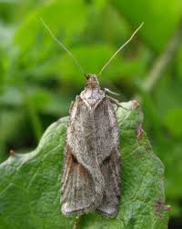 Attēlu rezultāti vaicājumam “Depressaria olerella imago”