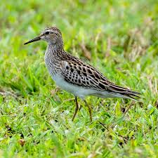 Image result for Calidris melanotos