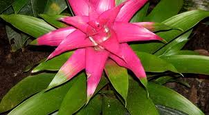 Картинки по запросу гусмания