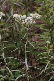 Attēlu rezultāti vaicājumam “Anaphalis margaritacea leaf”