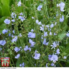 Image result for Cichorium intybus