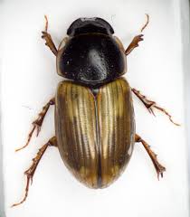 Attēlu rezultāti vaicājumam “Aphodius subterraneus imago”