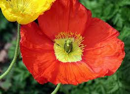 Image result for Papaver nudicaule