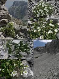 Attēlu rezultāti vaicājumam “Cerastium sylvaticum”