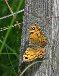 Attēlu rezultāti vaicājumam “Lasiommata megera female”