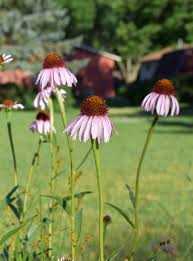 Image result for Echinacea angustifolia