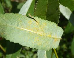 Attēlu rezultāti vaicājumam “Melampsora epitea”