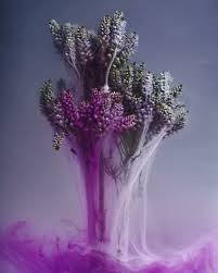 Attēlu rezultāti vaicājumam “Didymium clavus”