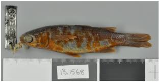 Image result for Crenimugil seheli