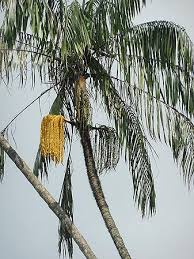 Image result for site:net pino◆MatthewZ8E