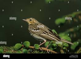 Attēlu rezultāti vaicājumam “Anthus trivialis adult”