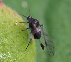 Attēlu rezultāti vaicājumam “Cynipidae”