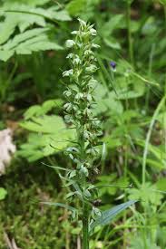 Attēlu rezultāti vaicājumam “Coeloglossum viride leaf”