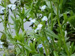 Attēlu rezultāti vaicājumam “Myosotis scorpioides bud”