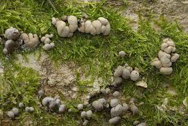 Attēlu rezultāti vaicājumam “Phleogena faginea”