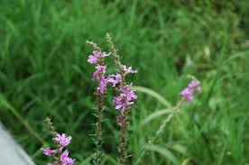 Attēlu rezultāti vaicājumam “Lythrum salicaria leaf”