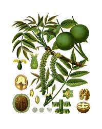 Attēlu rezultāti vaicājumam “Juglans regia fruit”