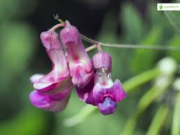 Attēlu rezultāti vaicājumam “Lathyrus niger”