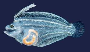 Image result for Paralichthys lethostigma