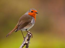 Attēlu rezultāti vaicājumam “Erithacus rubecula”