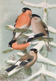 Attēlu rezultāti vaicājumam “Pyrrhula pyrrhula”