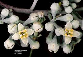 Attēlu rezultāti vaicājumam “Santalaceae”