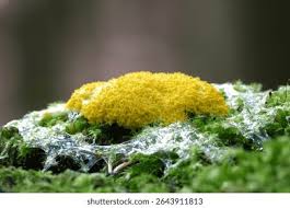 Attēlu rezultāti vaicājumam “Fuligo septica cf. septica”