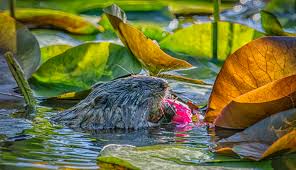 Attēlu rezultāti vaicājumam “Ondatra zibethicus”