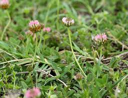 Attēlu rezultāti vaicājumam “Trifolium fragiferum”