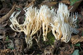 Attēlu rezultāti vaicājumam “Ramariopsis kunzei”