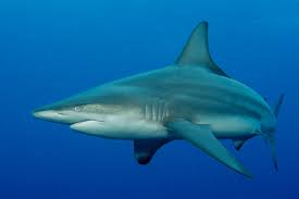 Image result for Carcharhinus