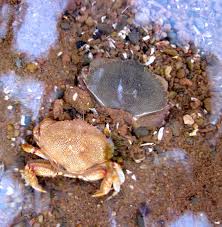 Image result for Cancer irroratus