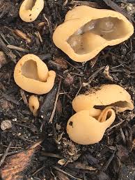 Attēlu rezultāti vaicājumam “Peziza repanda”