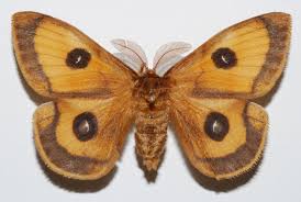 Attēlu rezultāti vaicājumam “Aglia tau”