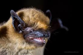 Attēlu rezultāti vaicājumam “Pipistrellus pygmaeus”