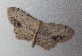 Attēlu rezultāti vaicājumam “Idaea dimidiata”