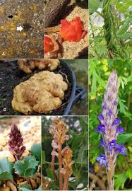 Attēlu rezultāti vaicājumam “Orobanche coerulescens flower”